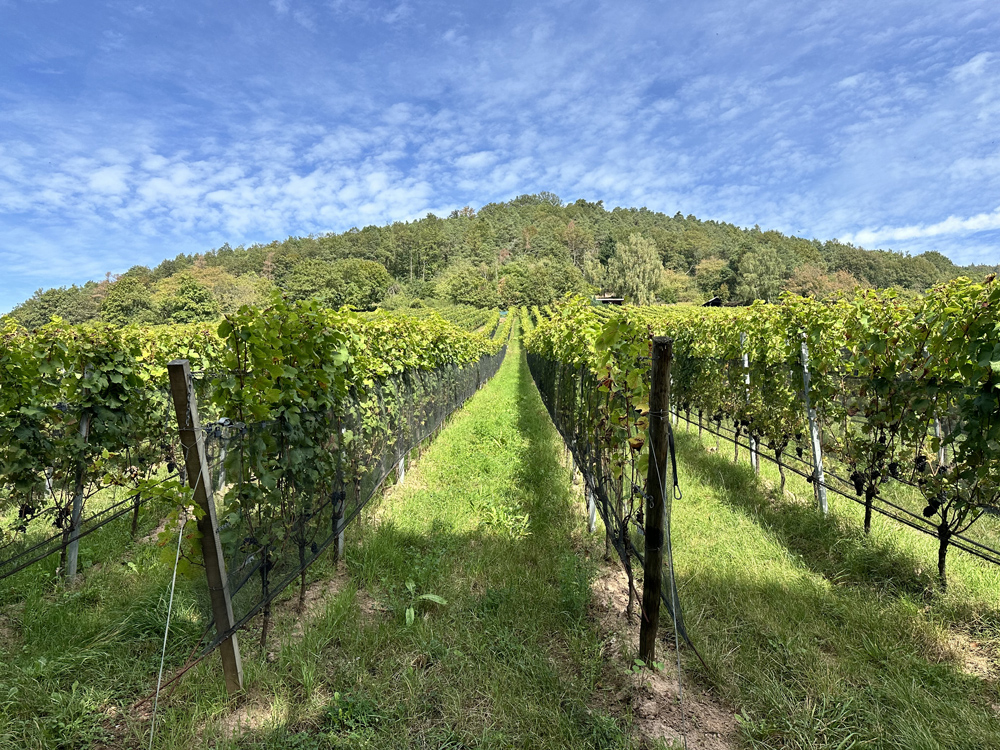 Weinprobe – Österreichische Weine