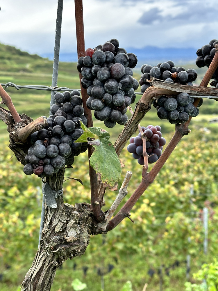 spätburgunder rebsortentasting